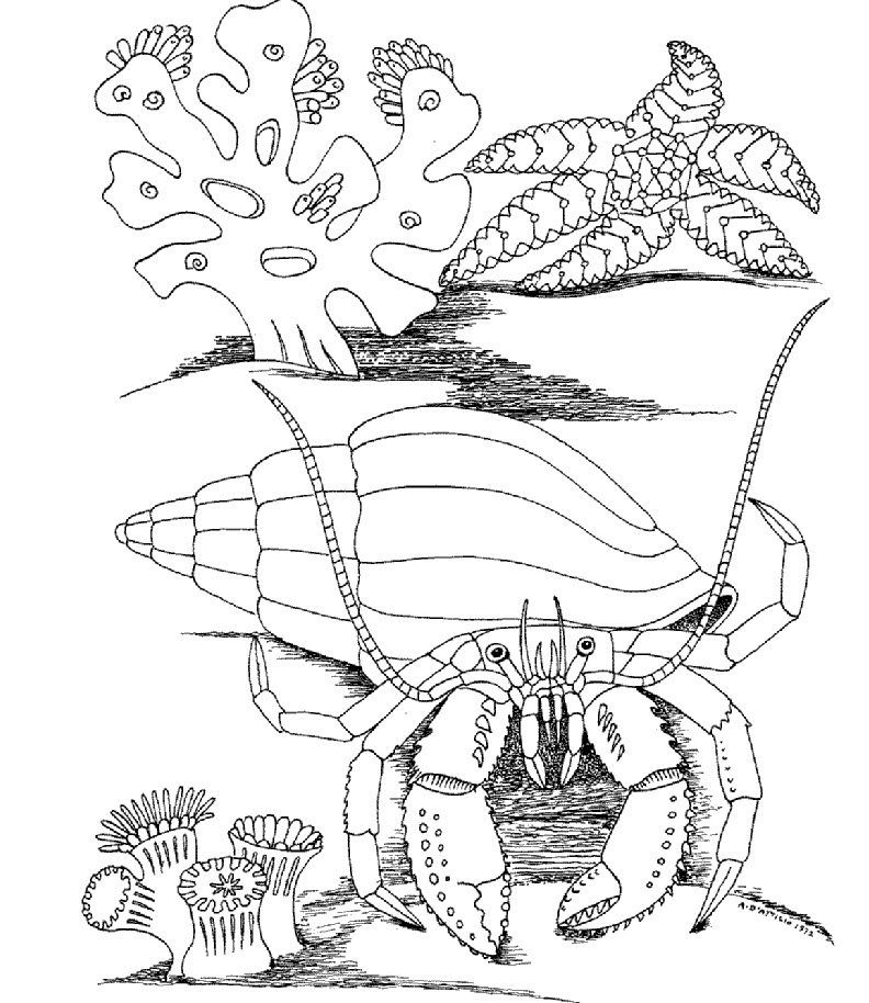 Kids Under 7 Underwater World Coloring Pages 792x914 Kids Under 7 Underwater World Coloring Pages