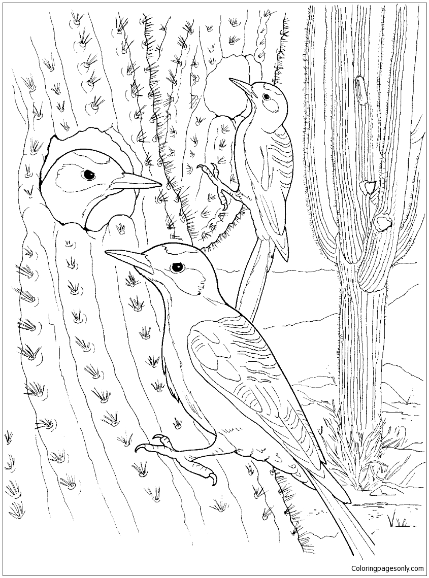 845x1139 Cactus Wren Nest In Saguaro Coloring Page