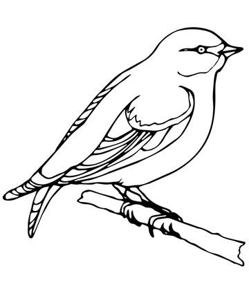 Wren Coloring Page at GetColorings.com | Free printable colorings pages ...