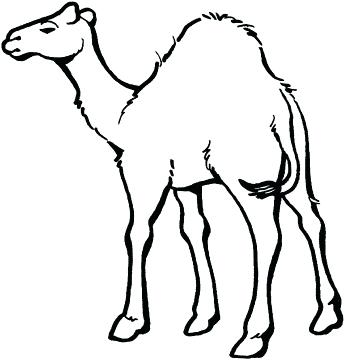 345x360 Camels Coloring Pages Impair.co