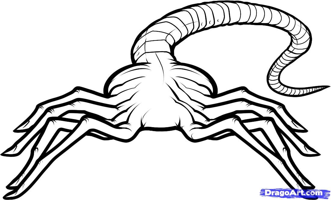1101x667 How To Draw A Facehugger, Facehugger Alien Step 7 Horror