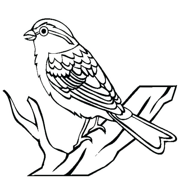 Bird Coloring Pictures Yellow Angry Bird Coloring Page 600x614 Bird Coloring Pictures Yellow Angry Bird Coloring Page