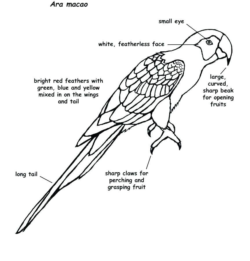Lovely Macaw Bird Coloring Page Images Resume Ideas Macaw Coloring 863x900 Lovely Macaw Bird Coloring Page Images Resume Ideas Macaw Coloring