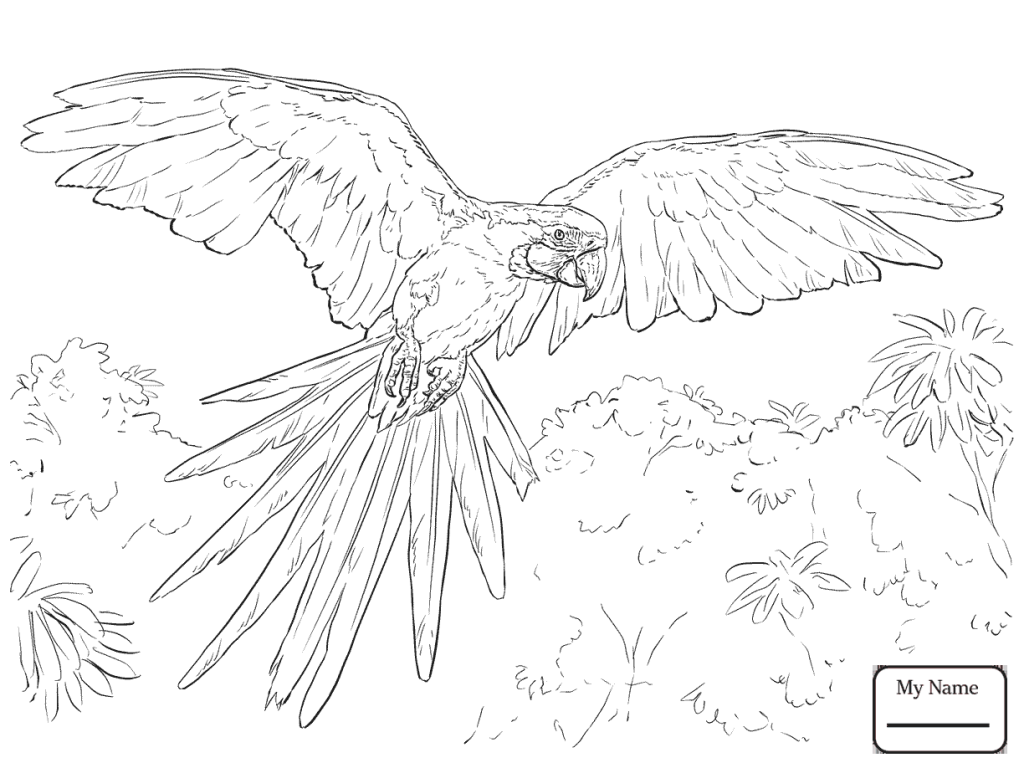 Scarlet Macaw Drawing And Coloring Free Birds Page Animals Book 1024x768 Scarlet Macaw Drawing And Coloring Free Birds Page Animals Book