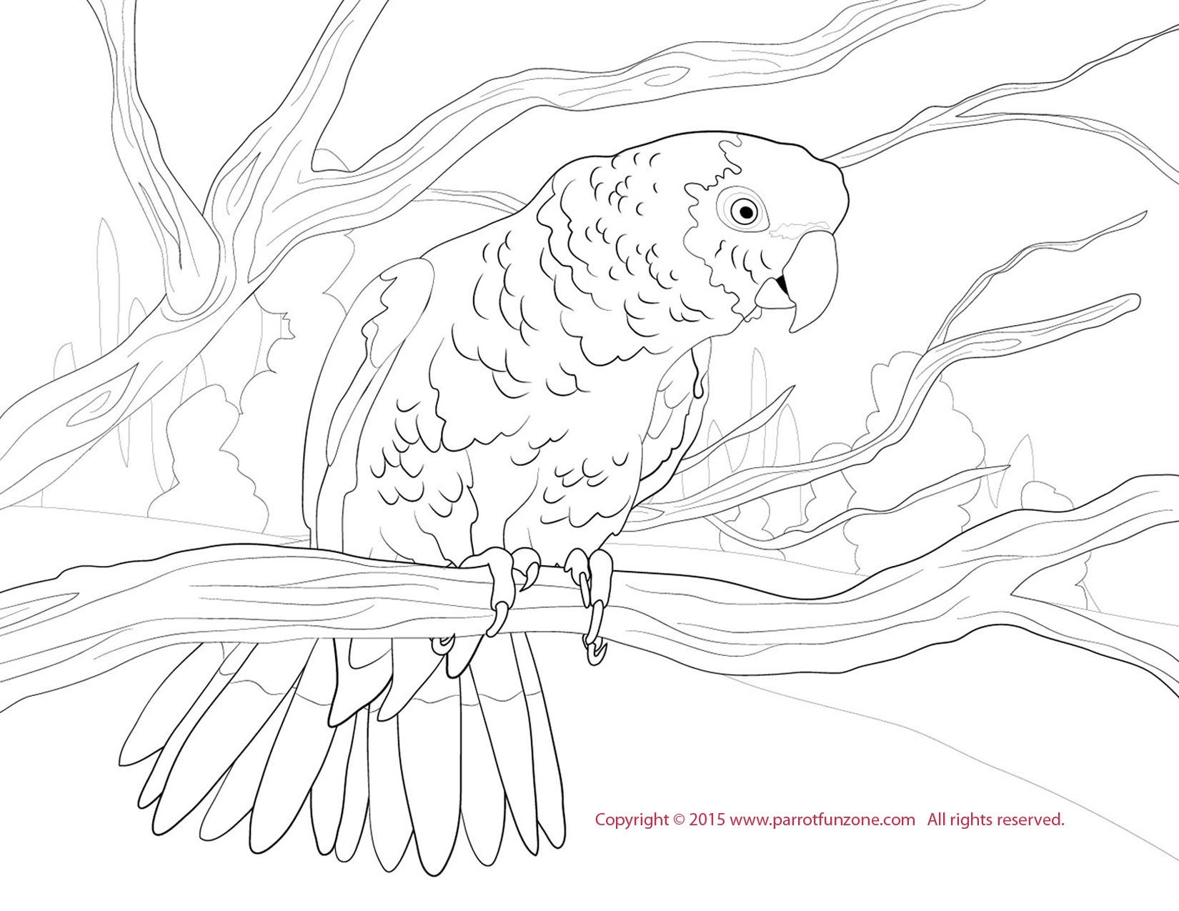 Awesome Macaw Coloring Page Design Printable Coloring Sheet 1650x1275 Awesome Macaw Coloring Page Design Printable Coloring Sheet