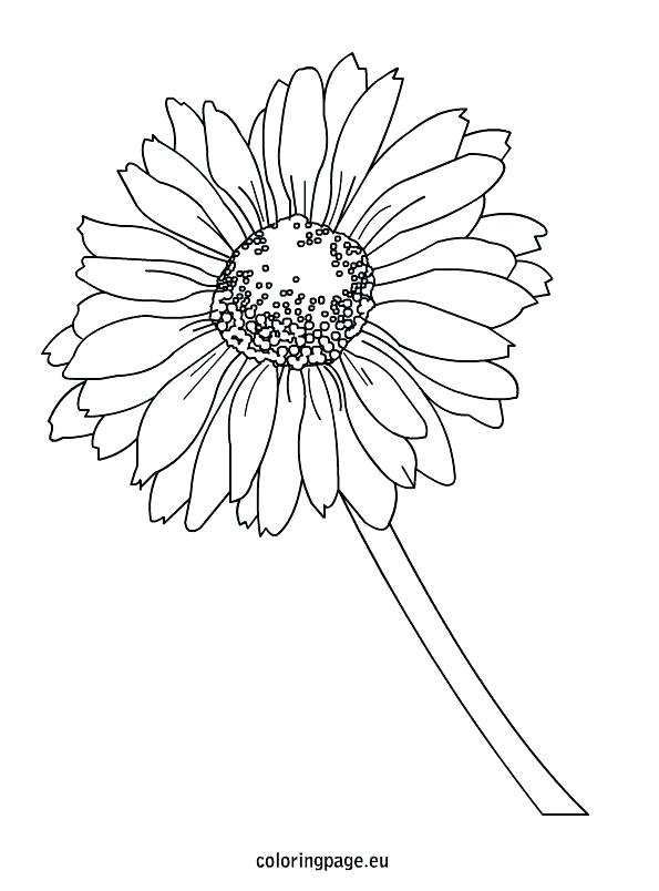 595x804 Yellow Coloring Page Free Printable Daisy Duck Coloring Pages Page