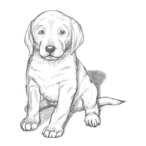 600x600 How To Draw A Puppy Found On Polyvore Craft Puppy