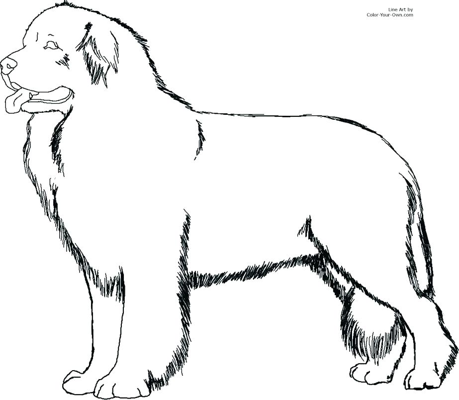 923x805 Labrador Coloring Pages