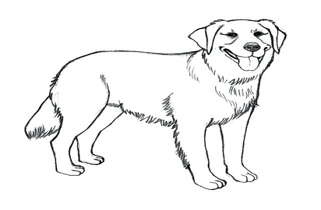 640x420 Black Lab Coloring Pages Draw A Golden Retriever Tag For Puppy Dog