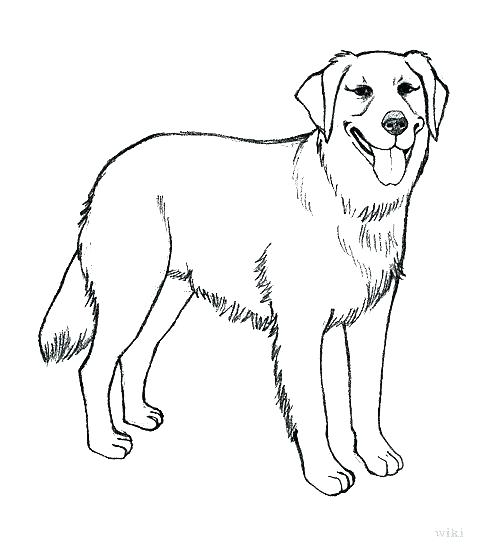 503x549 Black Lab Coloring Pages Retriever Puppy Coloring Page Black