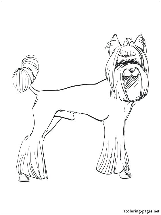 560x750 Yorkie Puppy Coloring Pages Coloring Pages Medium Size Of Coloring