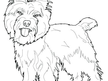 440x330 Yorkie Coloring Pages Coloring Page Coloring Page Printable