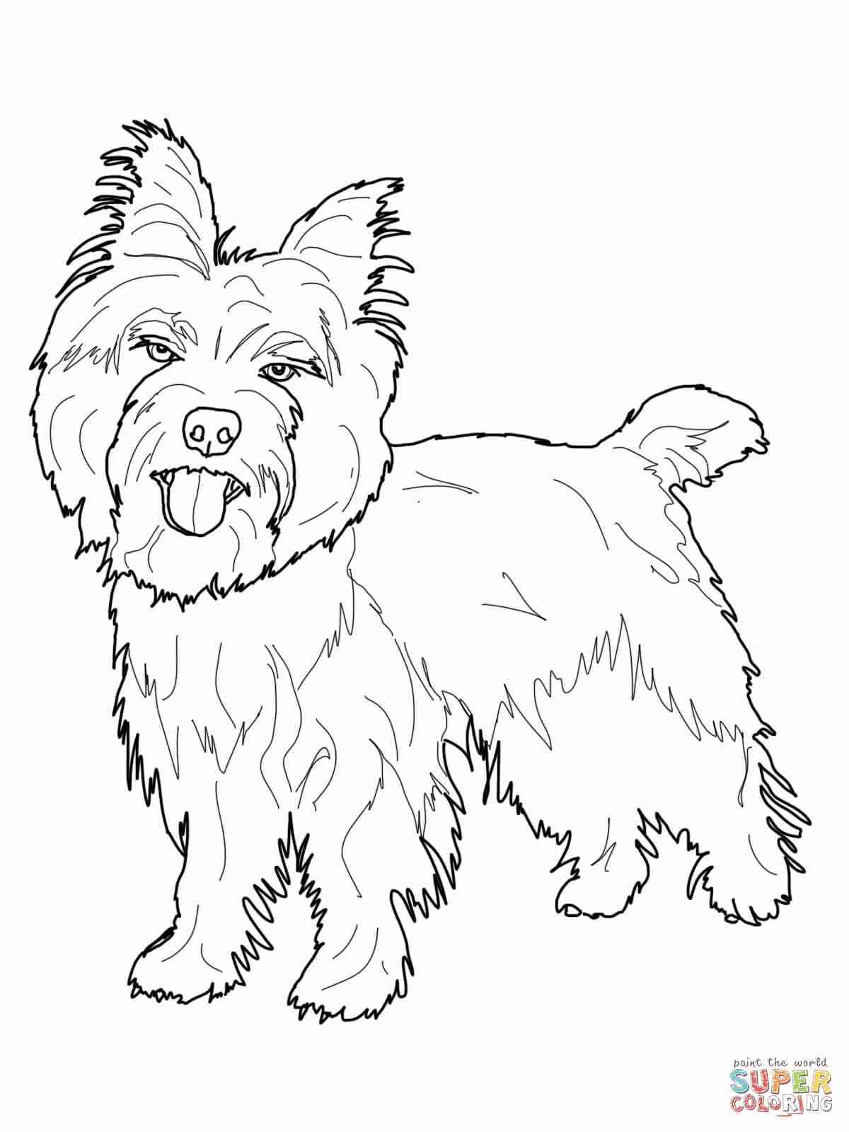 1200x1600 Yorkie Puppy Color Dog Coloring Page Wecoloringpage Best Yorkies