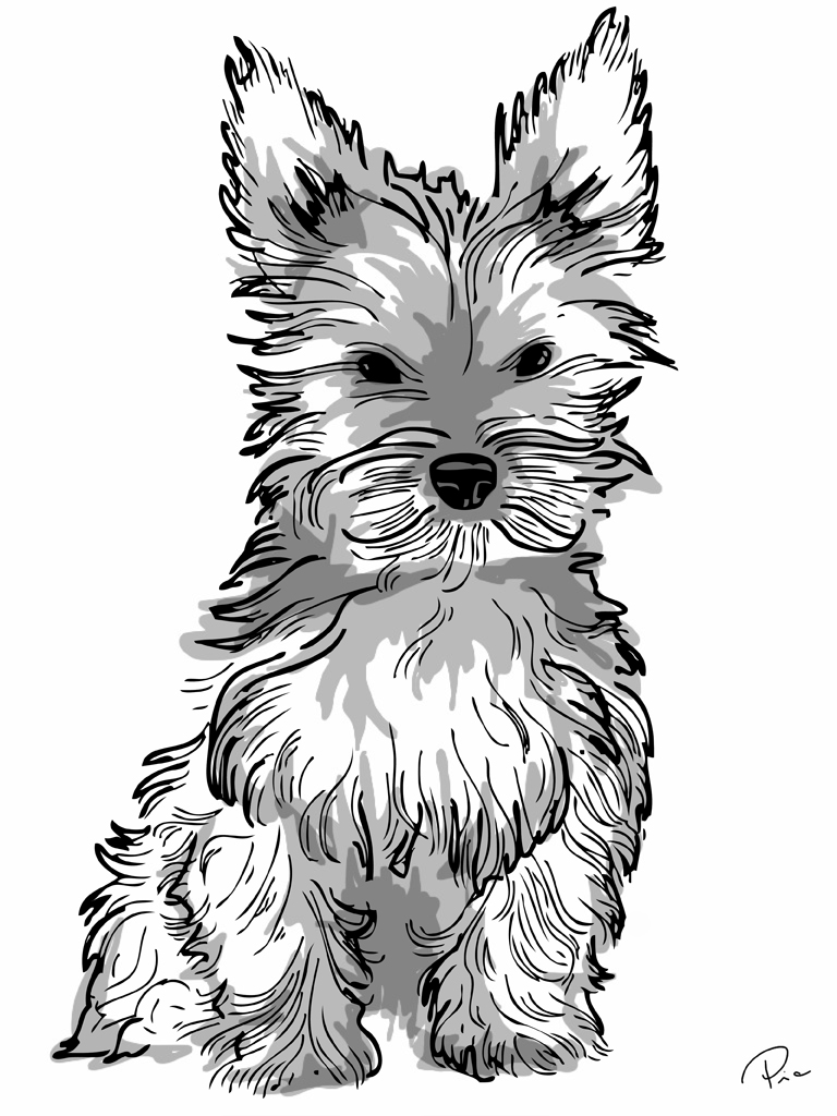 768x1024 Yorkie Cartoon Drawing