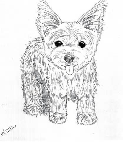 Yorkie Puppy Coloring Pages