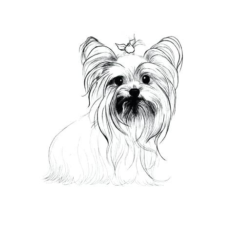 Plus Color A Puppy Yorkie Colouring Pages 480x480 Plus Color A Puppy Yorkie Colouring Pages