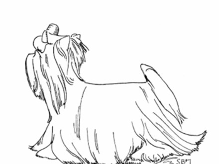 440x330 35 Yorkie Coloring Pages, Puppy Coloring Page Samantha Bell
