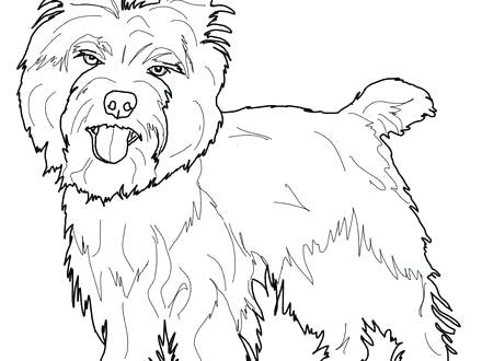 440x330 Yorkshire Terrier Coloring Pages Pin Terrier Coloring Pages