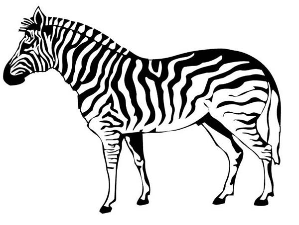 600x453 Zebra Coloring Page 983 600453 Free Coloring Kids Area Zebra