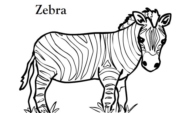 600x373 Coloring Pages Zebra Zebra Printable Coloring Pages Cecilymae