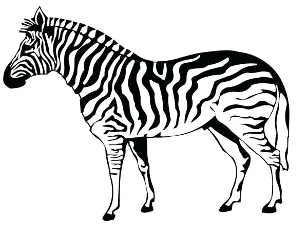 Zebra Also Click To See Printable Version Of Zebra Coloring Page 600x453 Zebra Also Click To See Printable Version Of Zebra Coloring Page