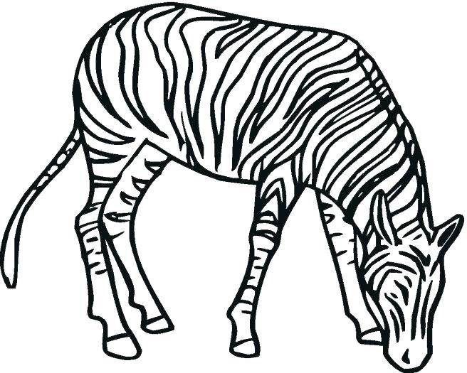 Zebra Printable Coloring Pages 656x525 Zebra Printable Coloring Pages