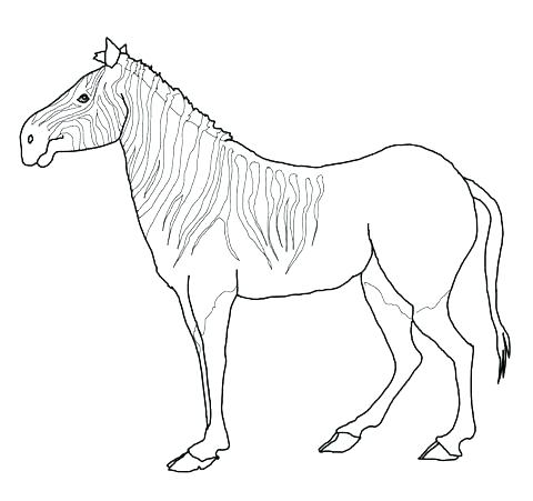 Baby Zebra Coloring Pages Baby Zebra Coloring Pages Baby Pictures 480x451 Baby Zebra Coloring Pages Baby Zebra Coloring Pages Baby Pictures