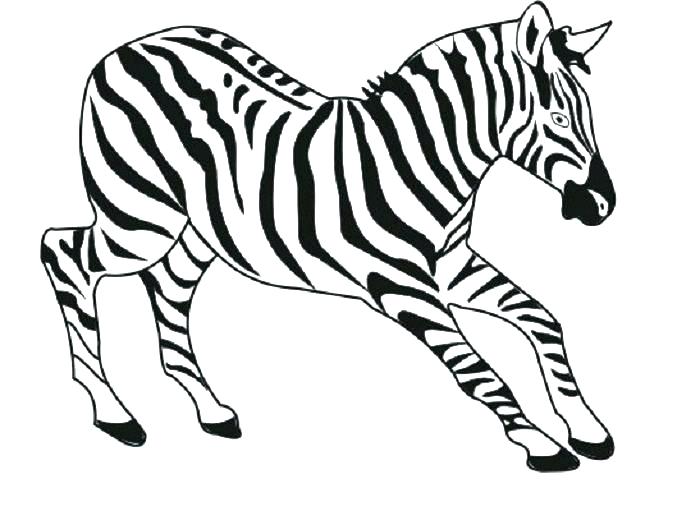 Zebra Coloring Page 700x511 Zebra Coloring Page