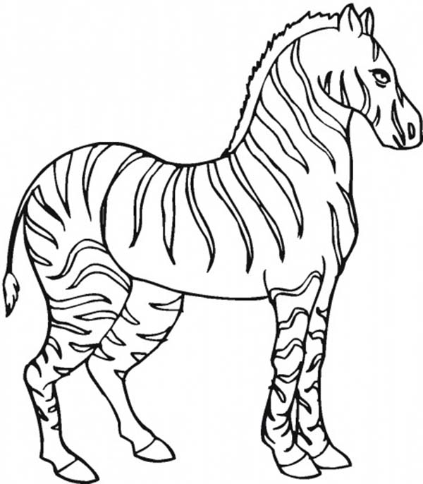 Zebra Coloring Pages 2 600x686 Zebra Coloring Pages 2