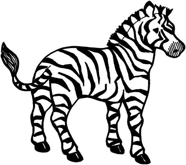 Zebra Coloring Pages Printable 600x533 Zebra Coloring Pages Printable
