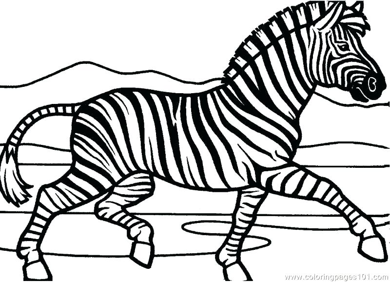 Zebra Coloring Pages Zebra Coloring Picture Zebra Coloring Page 800x578 Zebra Coloring Pages Zebra Coloring Picture Zebra Coloring Page