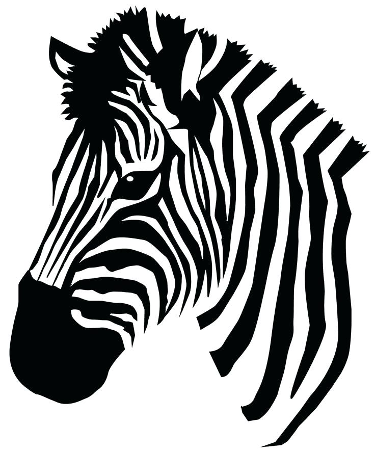 Zebra Pictures To Color Zebras Color Cute Zebra Backgrounds Zebra 736x889 Zebra Pictures To Color Zebras Color Cute Zebra Backgrounds Zebra