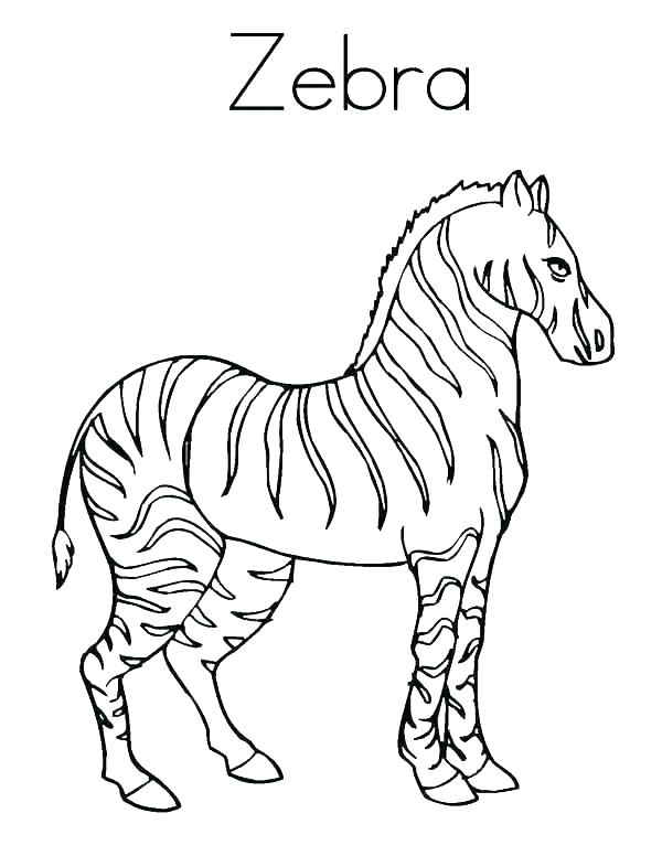 Baby Zebra Coloring Pages Zebra Coloring Pages Coloring Page Zebra 600x776 Baby Zebra Coloring Pages Zebra Coloring Pages Coloring Page Zebra