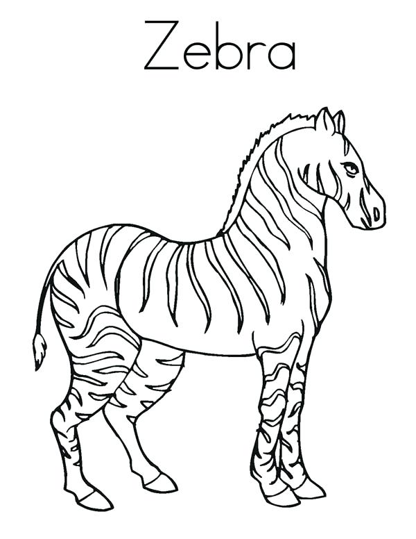 Zebra Coloring Page Zebra Zebra Coloring Page Coloring Page Animal 600x776 Zebra Coloring Page Zebra Zebra Coloring Page Coloring Page Animal
