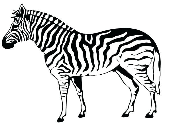 Fascinating Zebra Pictures To Print Coloring Pages Online 600x453 Fascinating Zebra Pictures To Print Coloring Pages Online