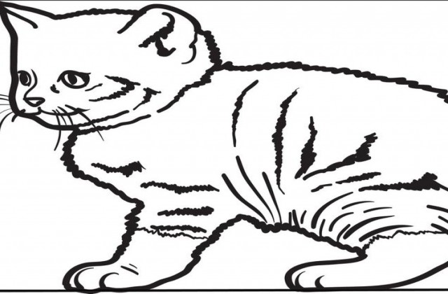 640x420 Tag For Cute Baby Kitten Coloring Pages Owl Zentangle Rachel