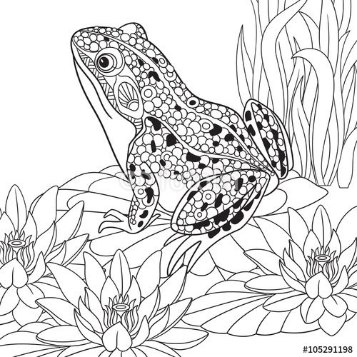 500x500 Zentangle Frog Sitting Among Lotus Flowers, Water Lilies Coloring