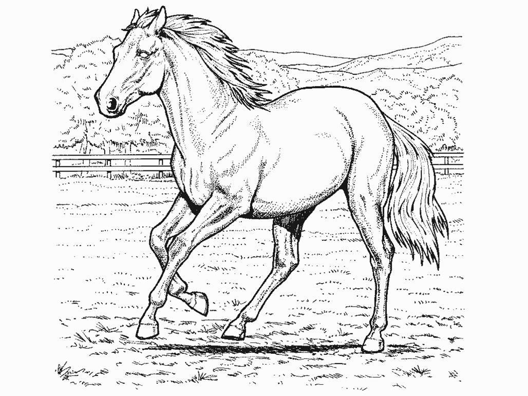 Horse Coloring Page Realistic Animals, Butterflies, Amp Birds Etc 1028x771 Horse Coloring Page Realistic Animals, Butterflies, Amp Birds Etc