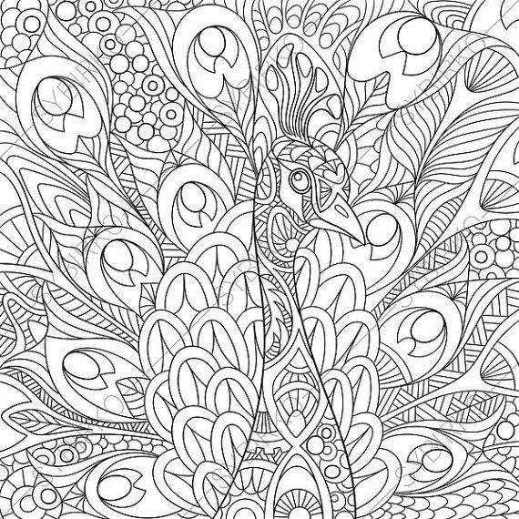 570x570 Adult Coloring Page. Peacock Zentangle Doodle Coloring Pages