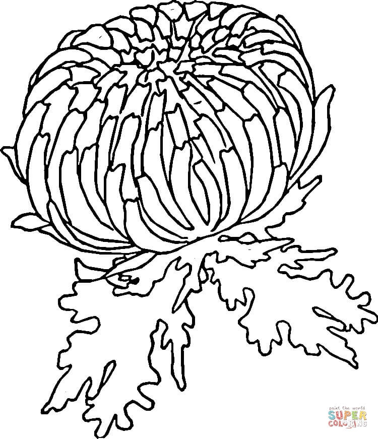 750x871 Red Zinnia Flowering Coloring Page