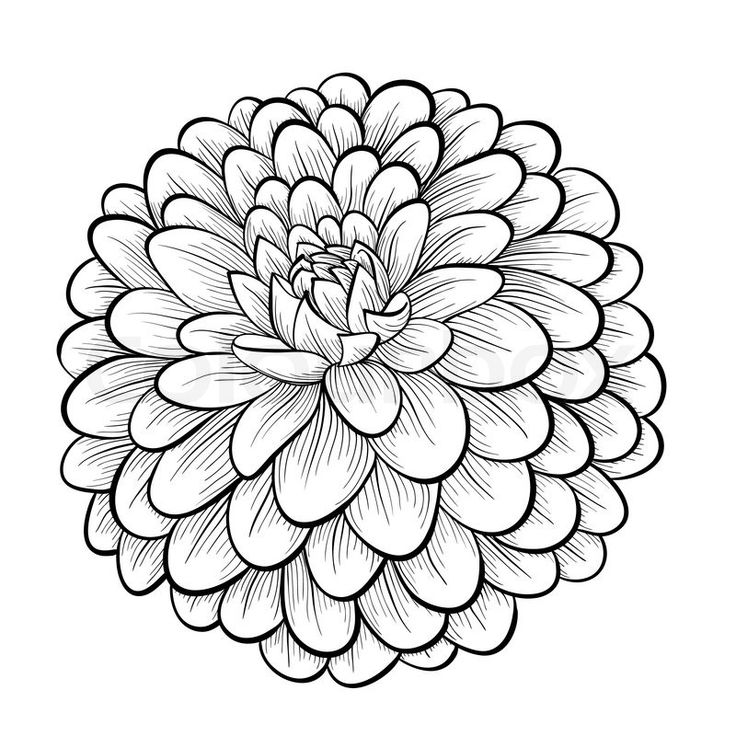 736x736 347 Best Flowers To Color Images On Colouring Pages