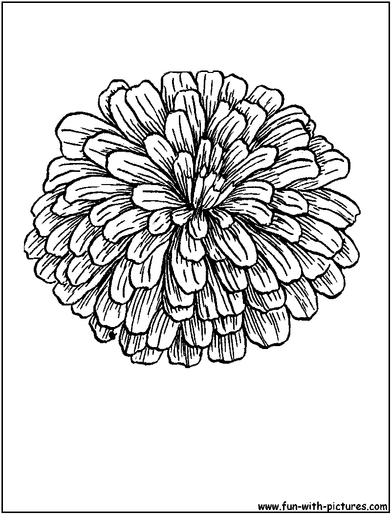 800x1050 Coloring Sheet Of Zinnias Zinnia Coloring Page Coloring Sheets
