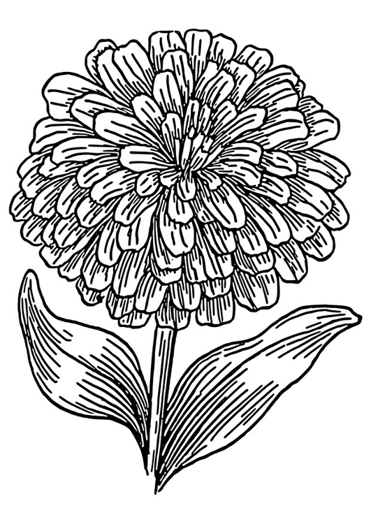 531x750 Coloring Page Zinnia