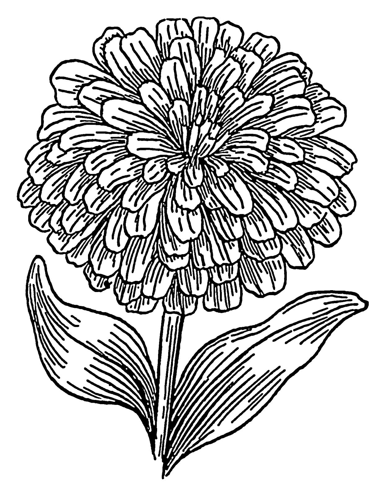 Marigolds Outline Tattoos Marigold, Outlines 1236x1600 Marigolds Outline Tattoos Marigold, Outlines