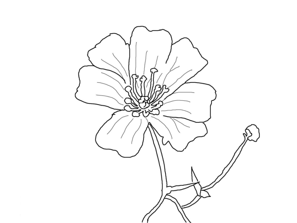 Beautiful Printable Flowers Coloring Pages 1024x768 Beautiful Printable Flowers Coloring Pages