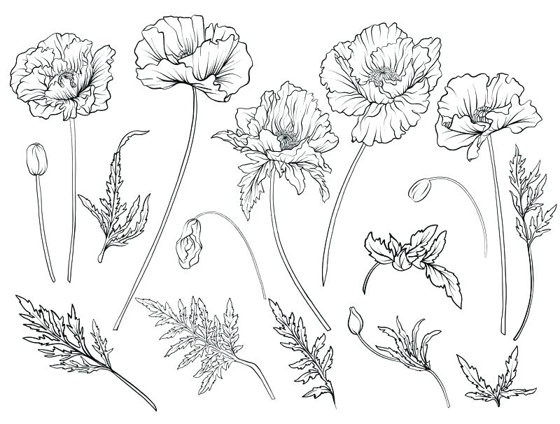 Coloring Pages Online Disney Zinnia Flower Outline And Picture 800x606 Coloring Pages Online Disney Zinnia Flower Outline And Picture