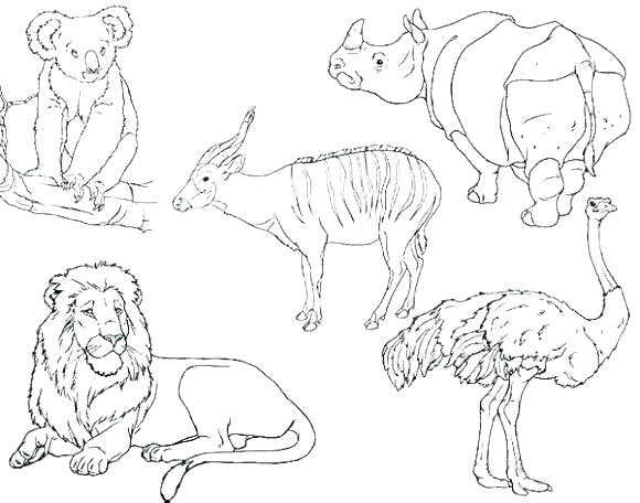Coloring Zoo Animals Zoo Animals Coloring Pages Animal Coloring 580x456 Coloring Zoo Animals Zoo Animals Coloring Pages Animal Coloring