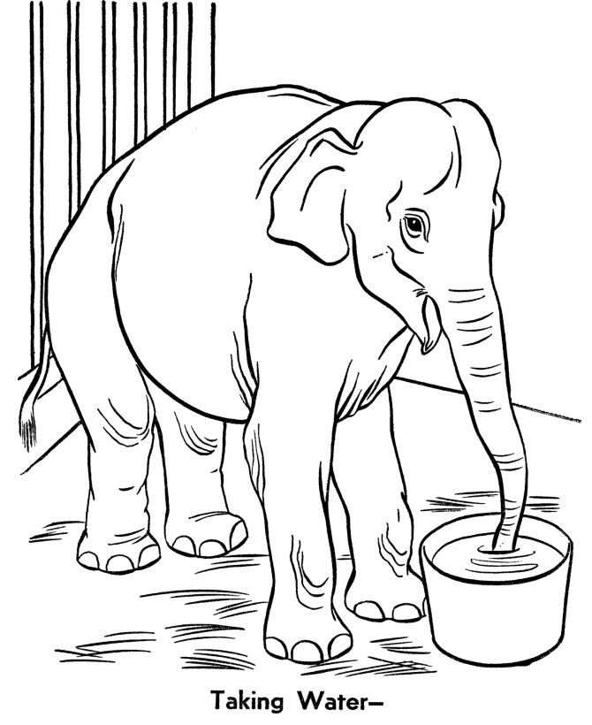 Zoo Coloring Pages For Kids
