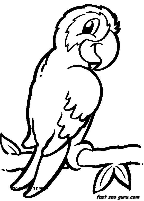 560x781 Jungle Bird Parrot Coloring Pages Printable For Kids For Zoo