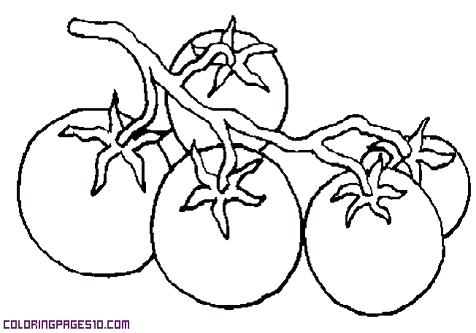 Tomatoes Coloring Pages Zucchini Coloring Page Tomatoes 476x333 Tomatoes Coloring Pages Zucchini Coloring Page Tomatoes